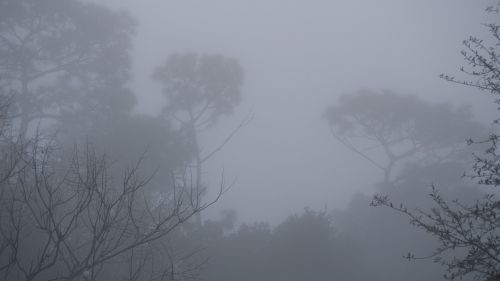fog grey dreary