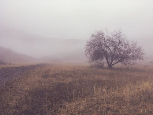 fog tree landscape