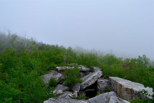 fog forest stone