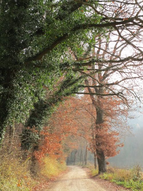 fog colourless forest path