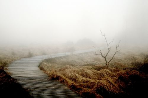 fog autumn nature