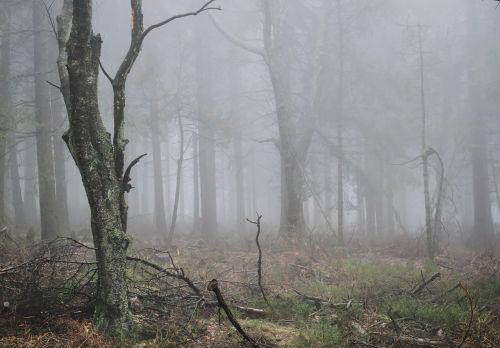 fog autumn forest
