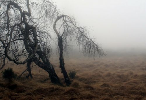 fog autumn nature