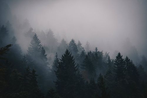 fog cold trees