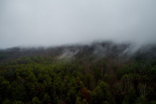 fog mountain woods