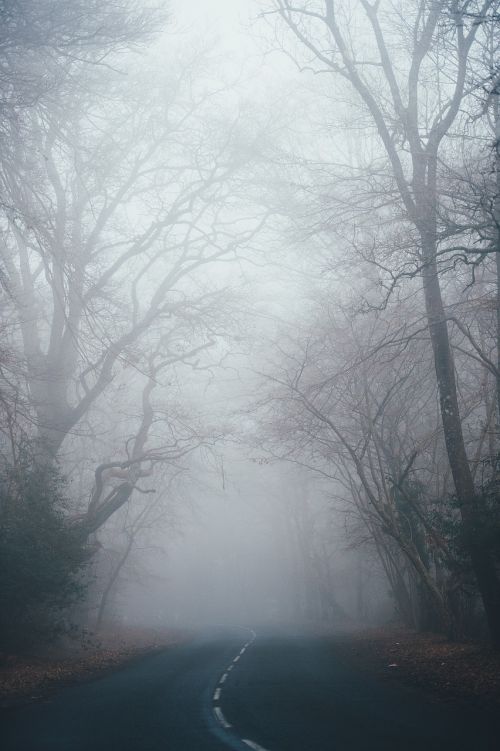 fog nature trees