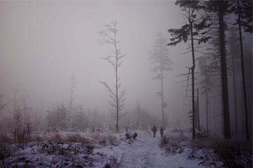 fog trees snow