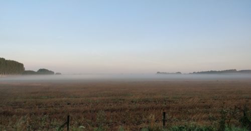 fog pasture morning