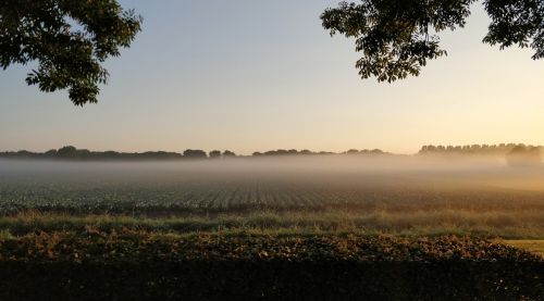 fog air pasture