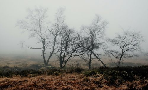 fog autumn nature