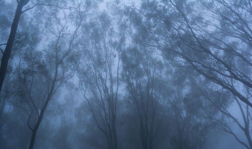 fog trees nature