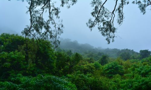 fog trees nature