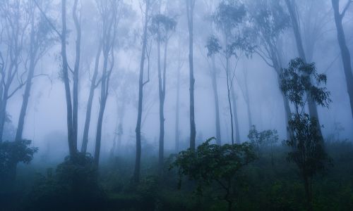 fog trees nature