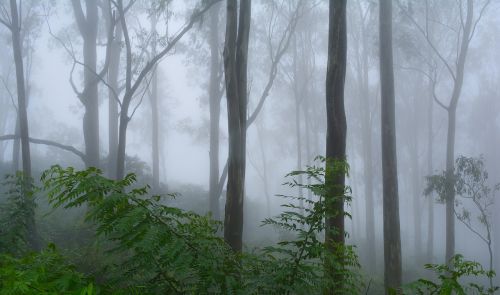 fog trees nature