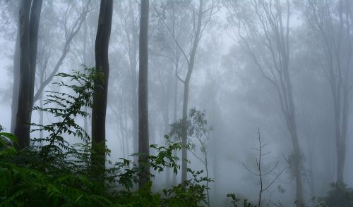 fog trees nature