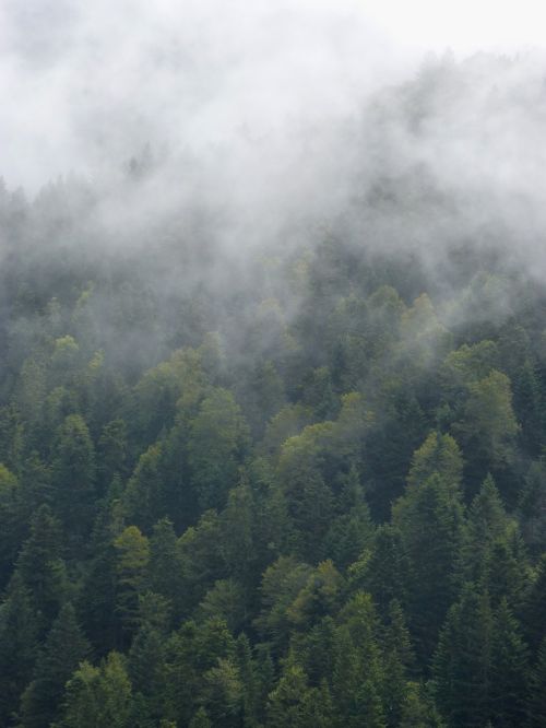 fog forest trees