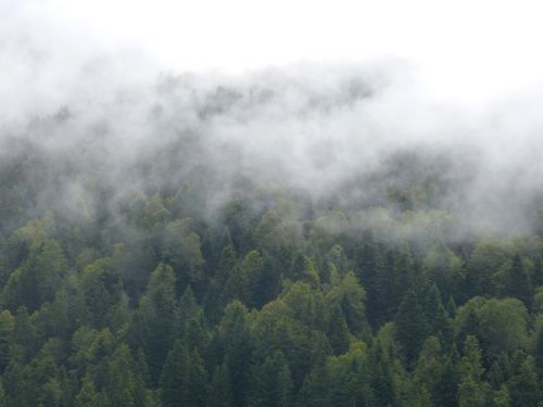 fog forest trees