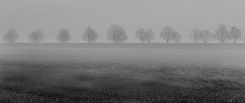 fog trees meadow