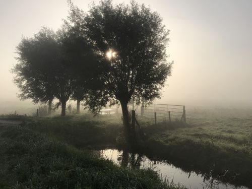 fog morning landscape