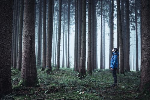 fog forest trees