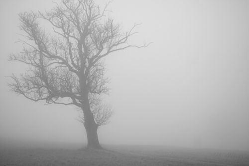 fog tree lonely