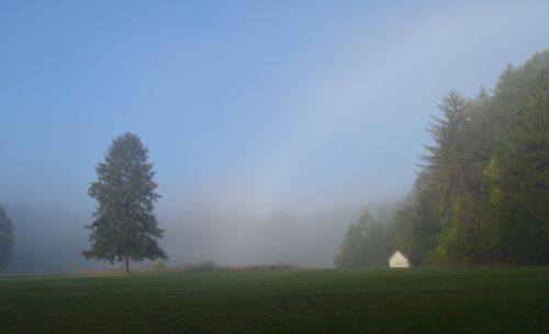 fog morning meadow