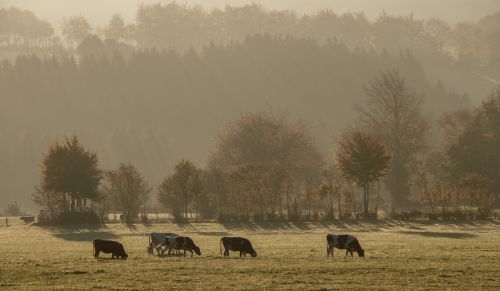 fog sunrise cows
