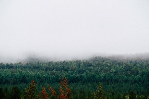 fog mountains forest