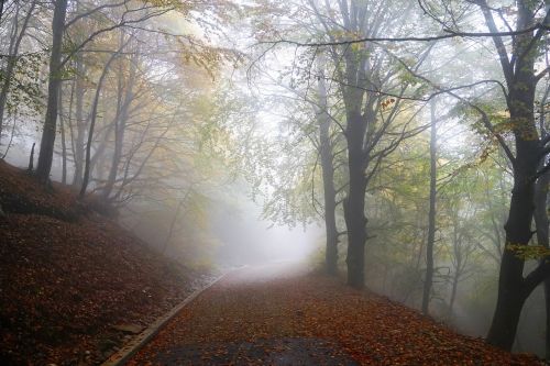 fog forest nature