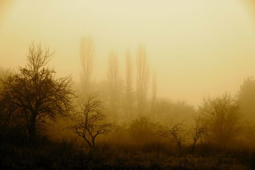 fog autumn nature