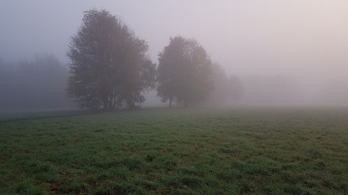 fog forest landscape