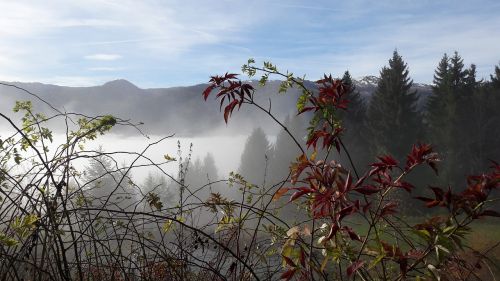 fog autumn landscape