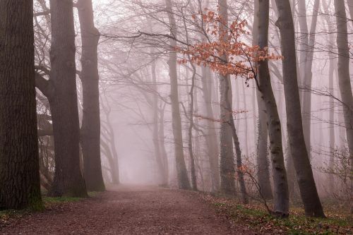 fog forest trees