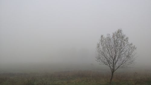 fog autumn tree