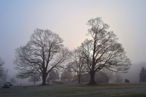 fog trees sun