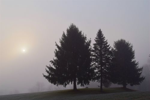 fog trees morning