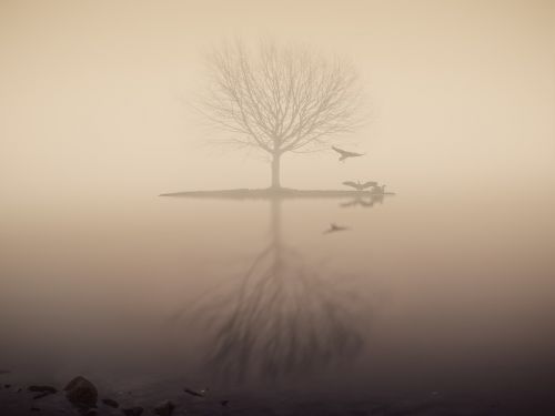 fog lake tree
