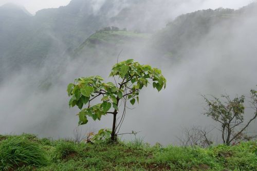 fog nature mist