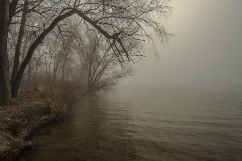 fog tree dawn