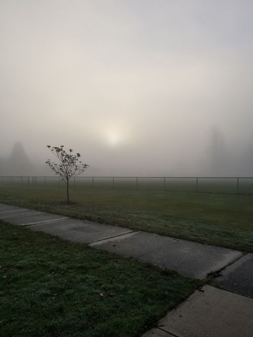 fog nature dawn