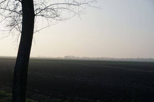 fog tree landscape