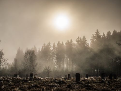 fog forest nature