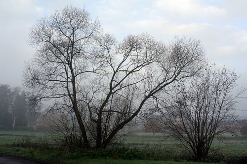 fog  moor  teufelsmoor