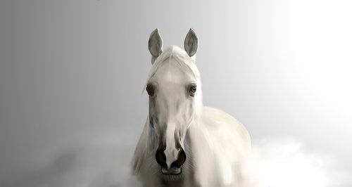 fog  a white horse  dream horse