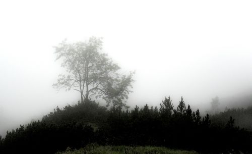 fog mystical forest