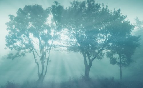 fog  trees  landscape