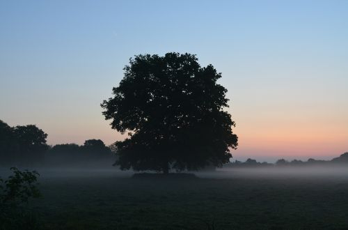 fog morgenstimmung fog bank