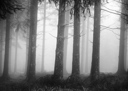 fog forest tree trunks