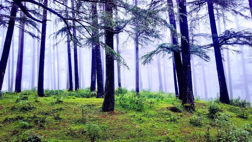 fog  nature  forest