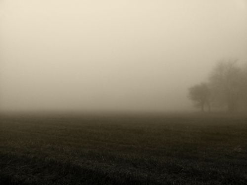 fog morning atmosphere